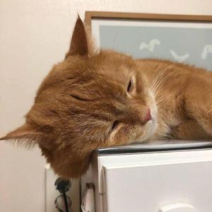 欧美少妇与交配
